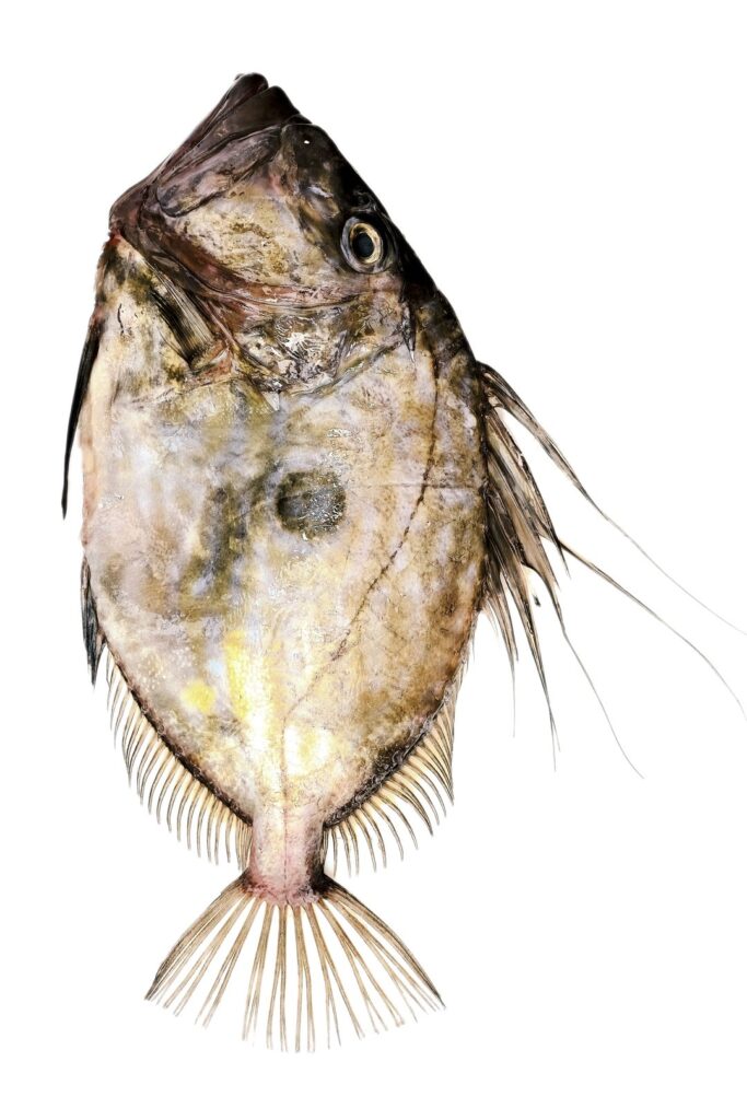 Pesce San Pietro fresco, ristorante di pesce La Caprese a Mozzo (Bergamo)